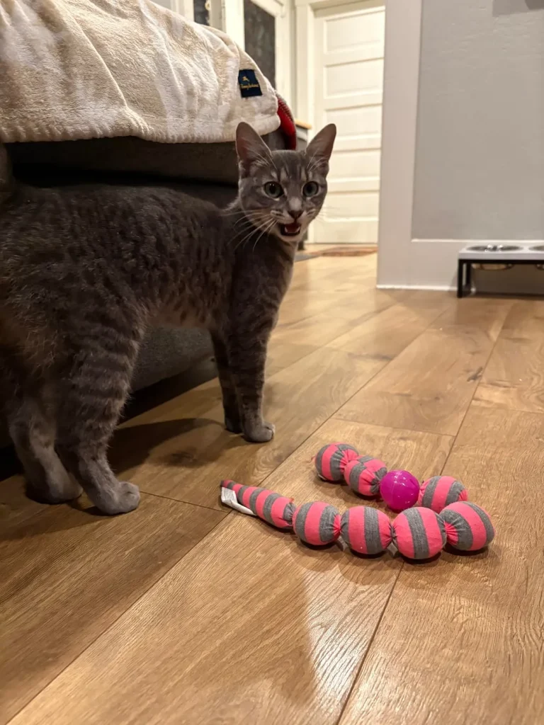 The Gray Cat and the Three Stages of Governance