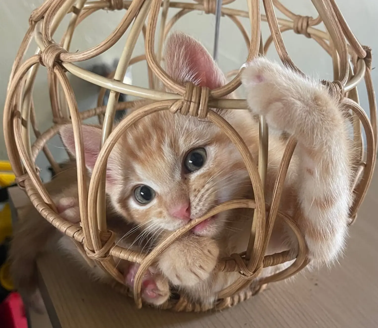 The Great Wicker Cat Caper, A Three Act Tragedy