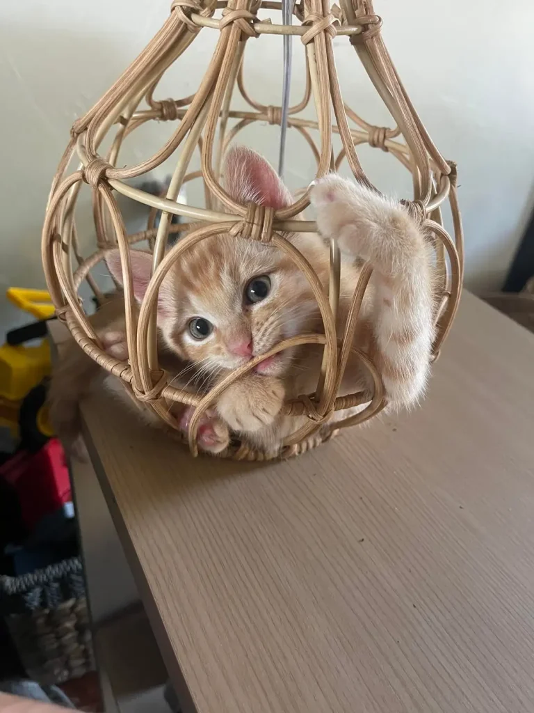 The Great Wicker Cat Caper, A Three Act Tragedy