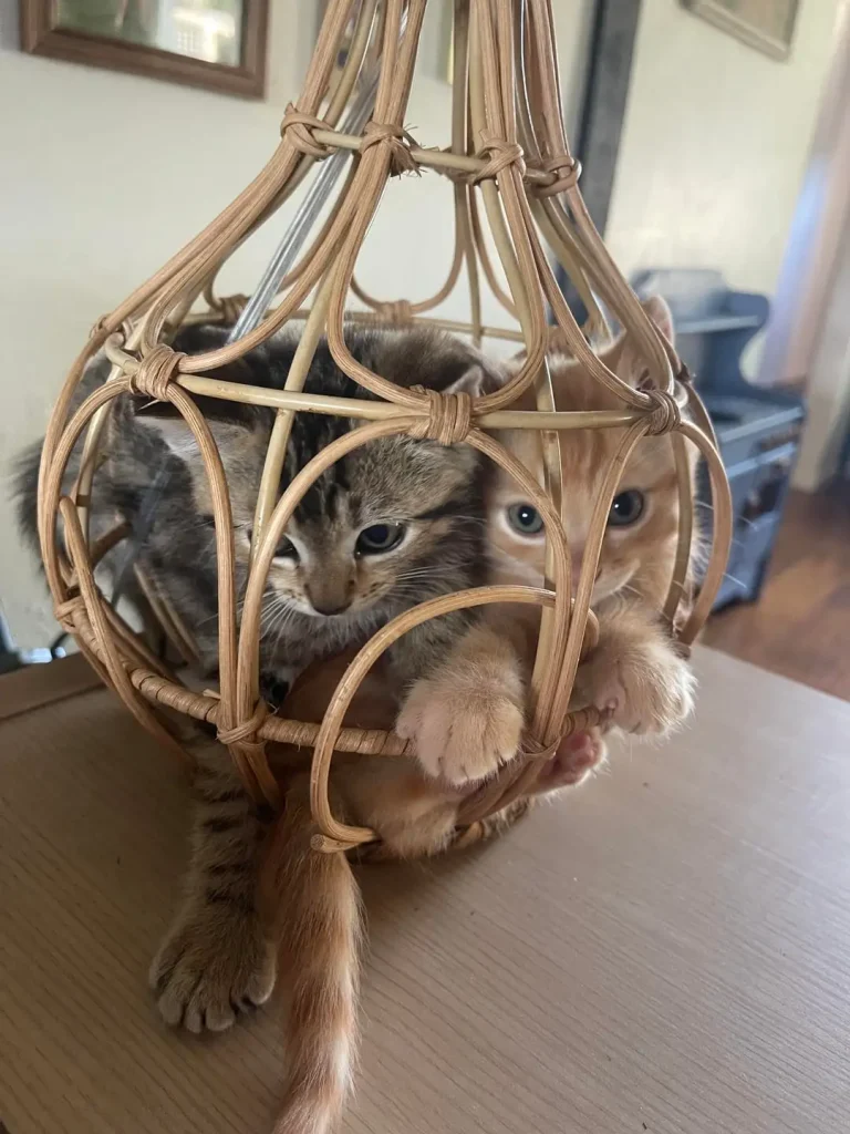 The Great Wicker Cat Caper, A Three Act Tragedy