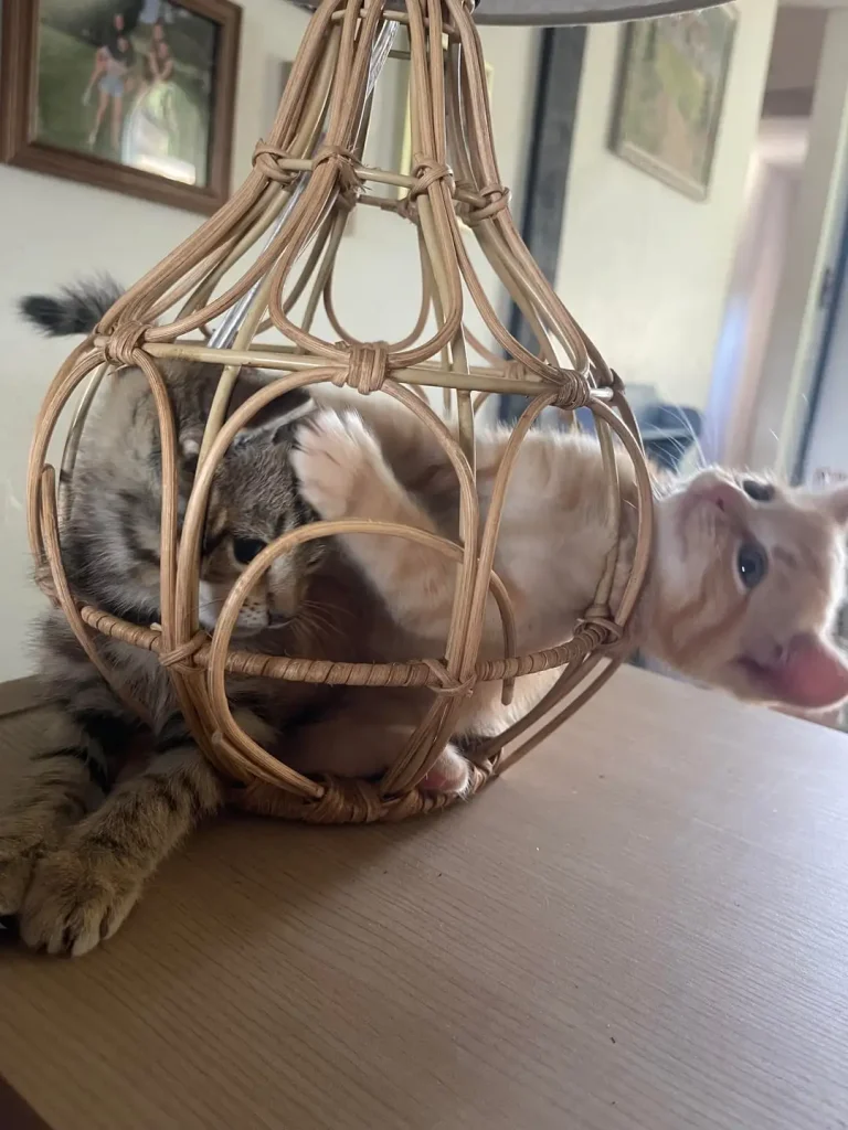 The Great Wicker Cat Caper, A Three Act Tragedy