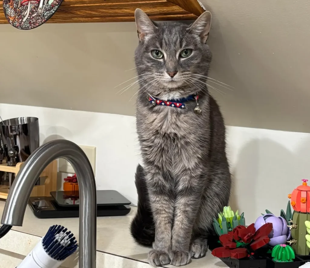 The Grey Cat and the Kingdom of Comfort