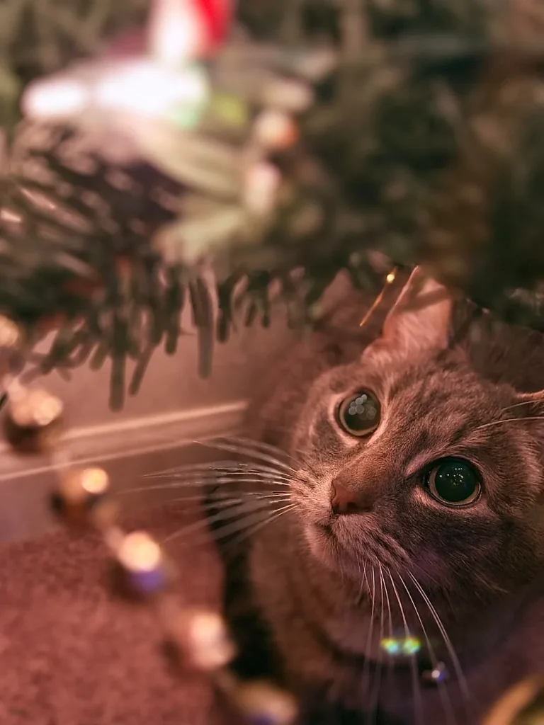 The Grey Cat and the Kingdom of Comfort