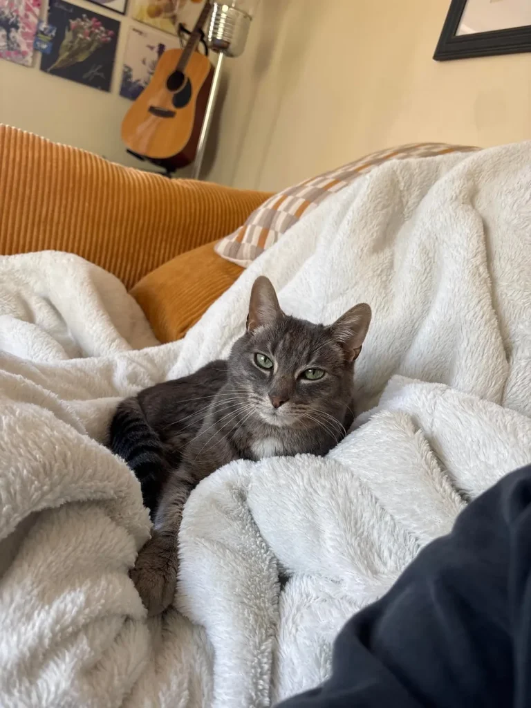 The Grey Cat and the Kingdom of Comfort