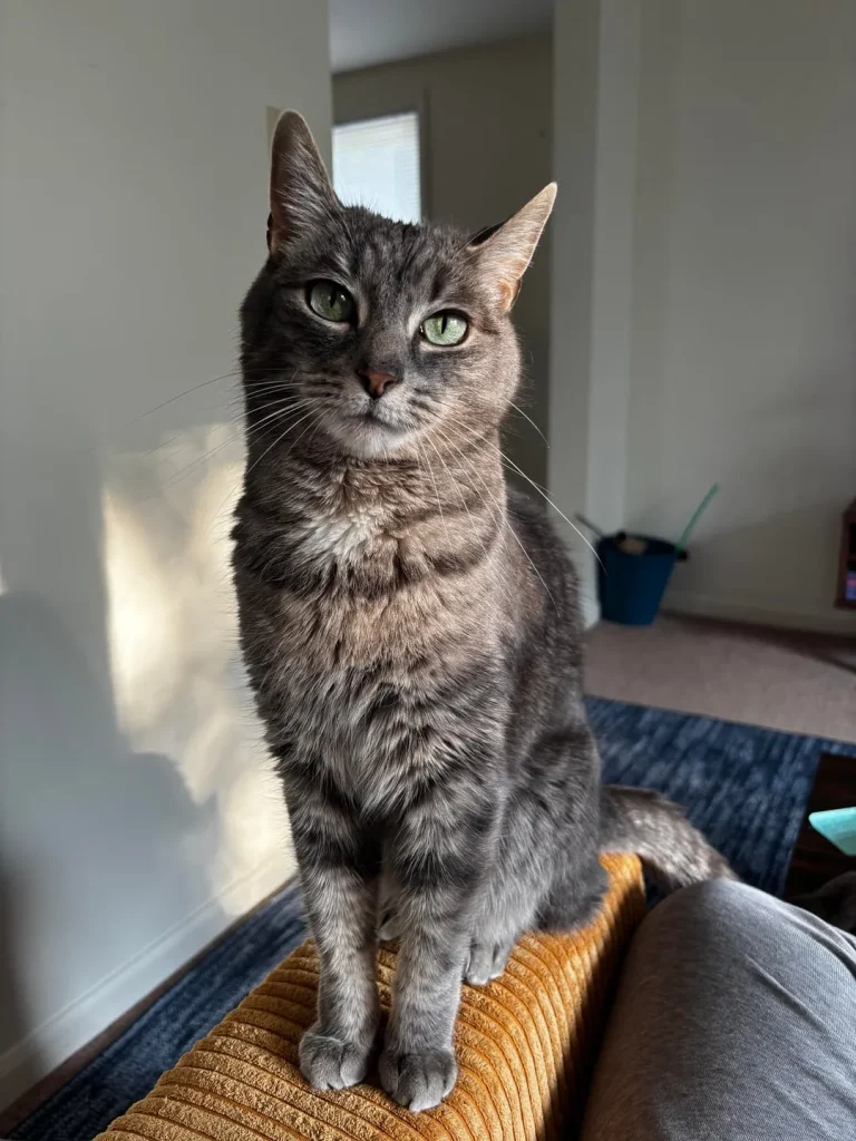 The Grey Cat and the Kingdom of Comfort