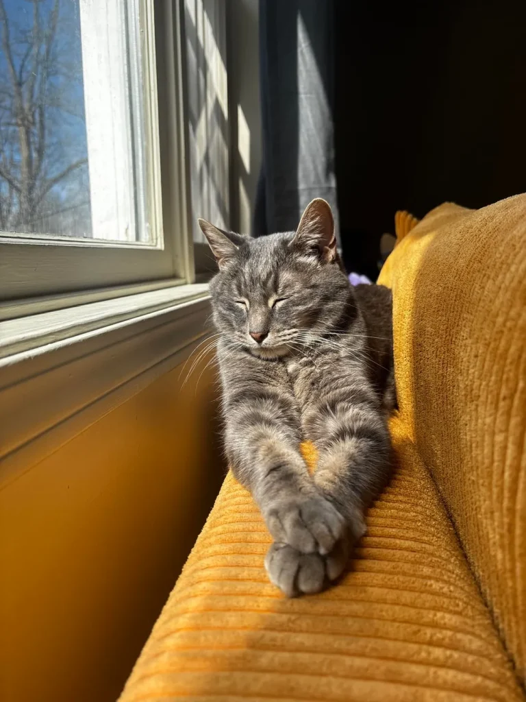 The Grey Cat and the Kingdom of Comfort