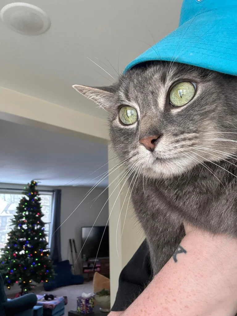 The Grey Cat and the Kingdom of Comfort