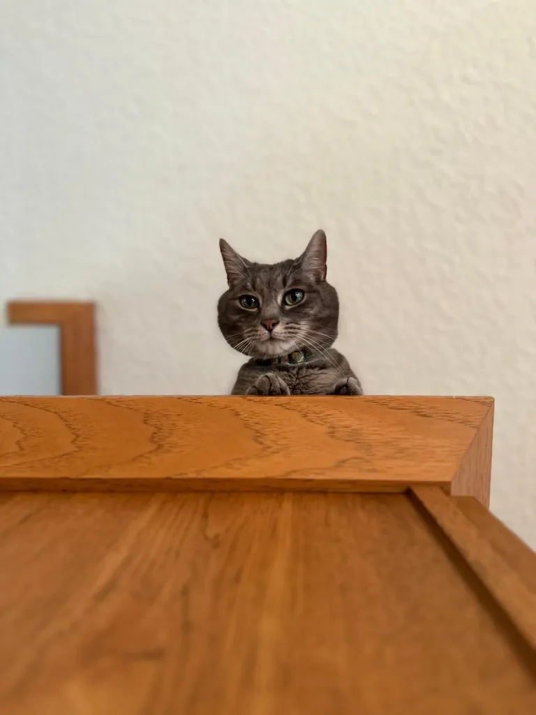 The Grey Cat and the Kingdom of Comfort