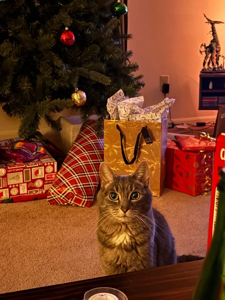 The Grey Cat and the Kingdom of Comfort