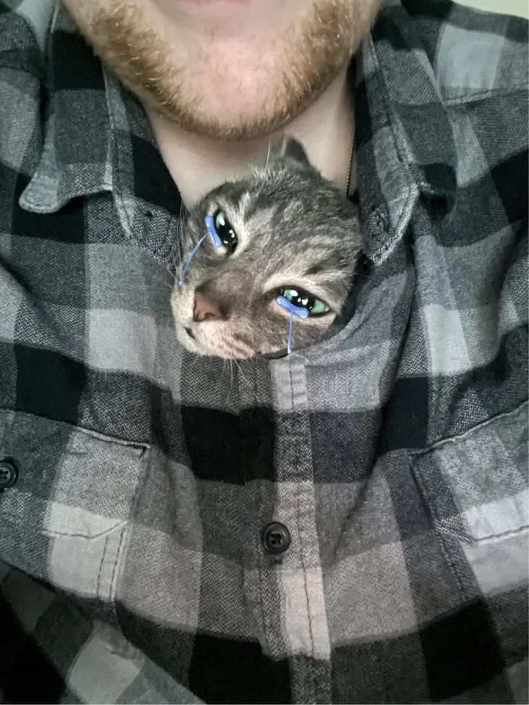 The Grey Cat and the Kingdom of Comfort