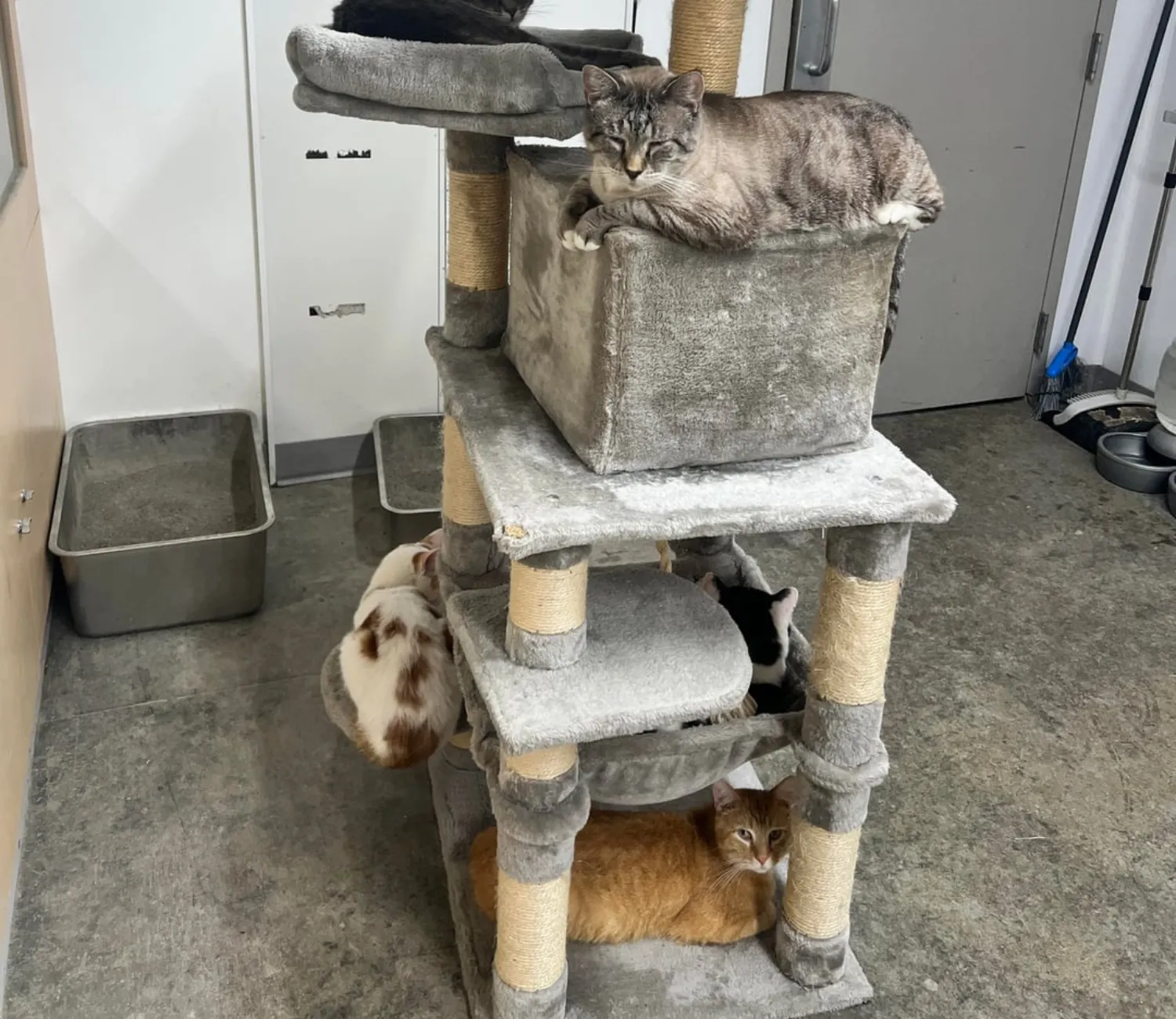 The High Rise Cat Council