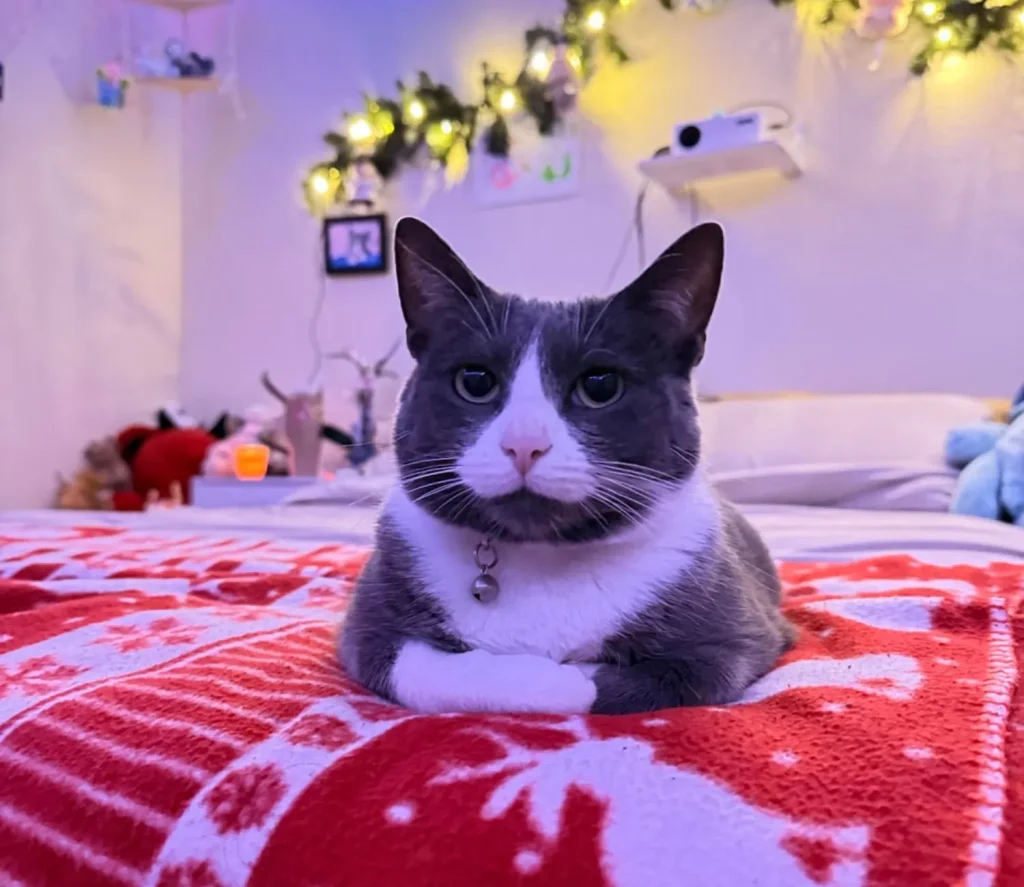 The Holiday Vigil of the Tuxedo Cat
