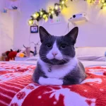 The Holiday Vigil of the Tuxedo Cat