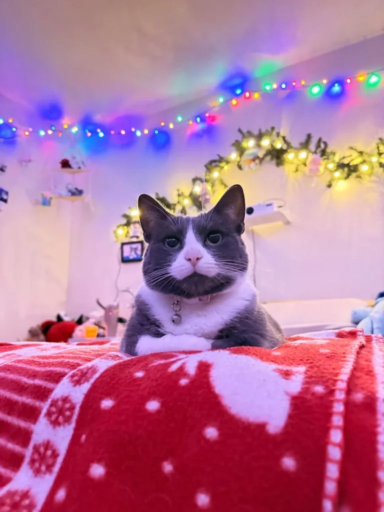 The Holiday Vigil of the Tuxedo Cat