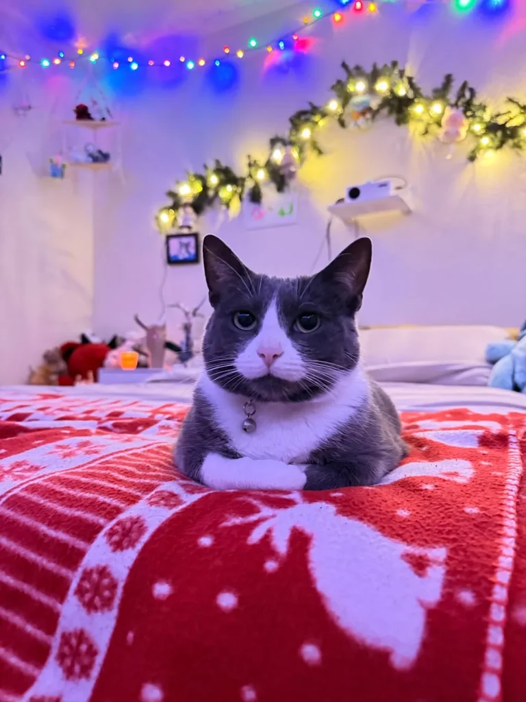 The Holiday Vigil of the Tuxedo Cat