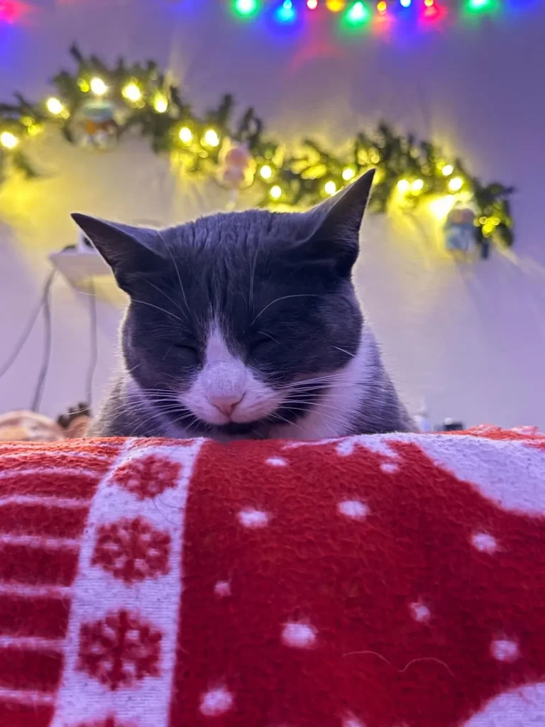 The Holiday Vigil of the Tuxedo Cat