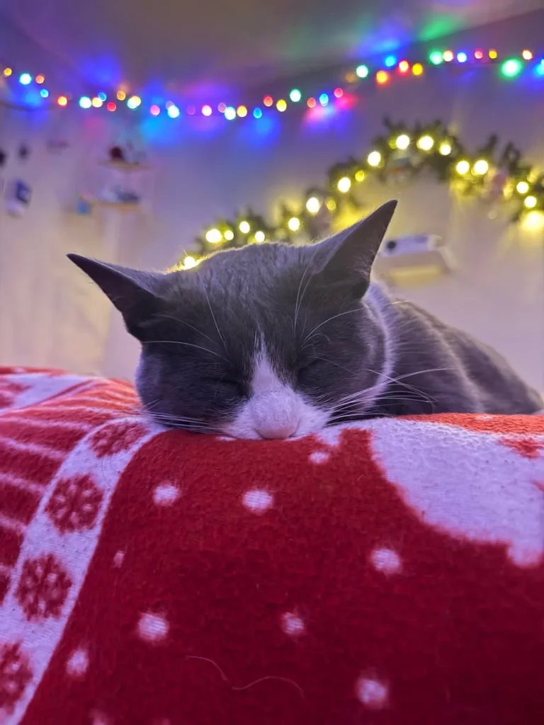 The Holiday Vigil of the Tuxedo Cat