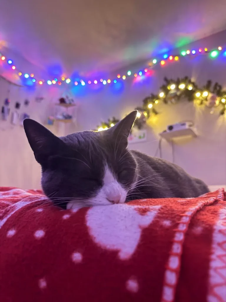 The Holiday Vigil of the Tuxedo Cat