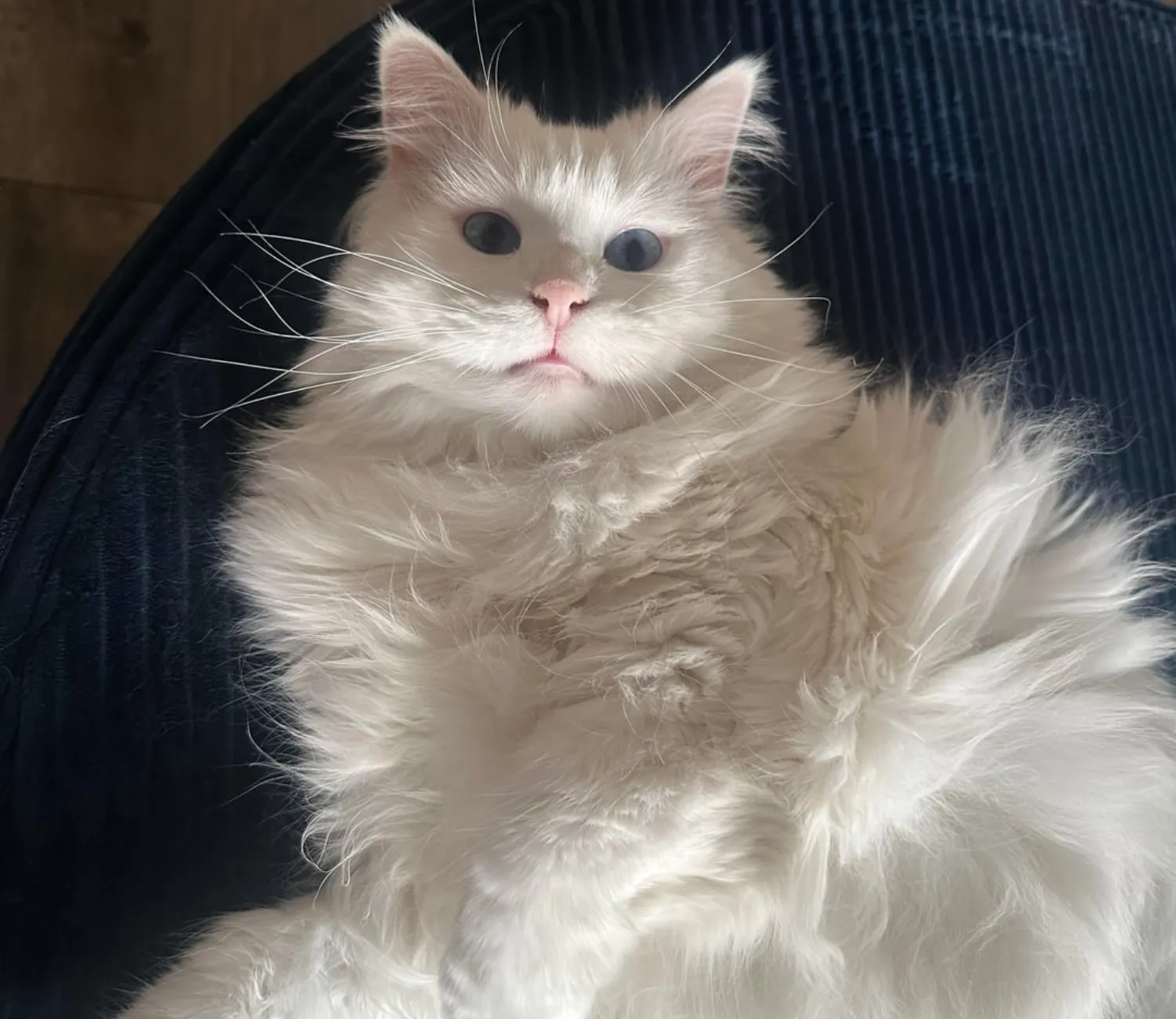 The Legend of the Cloud Cat A Camping Adventure