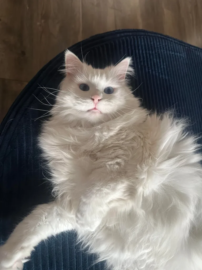 The Legend of the Cloud Cat A Camping Adventure