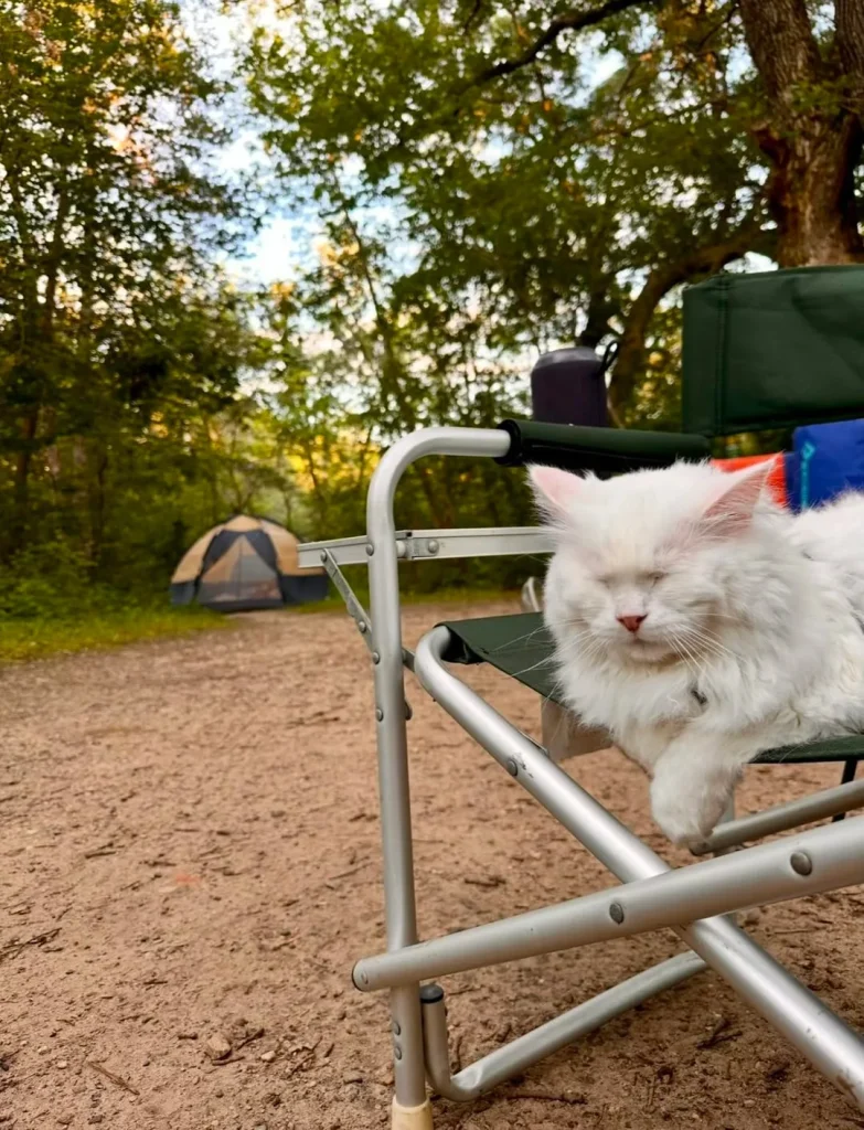 The Legend of the Cloud Cat A Camping Adventure