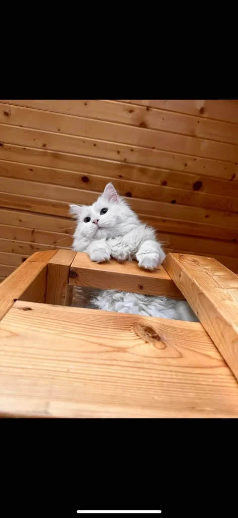 The Legend of the Cloud Cat A Camping Adventure