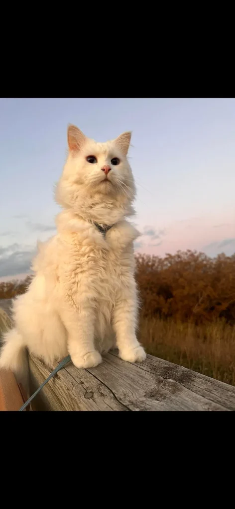 The Legend of the Cloud Cat A Camping Adventure