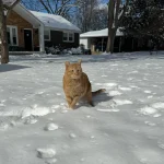 The Legend of the Shoulder Cat, King of Snow and Sofas