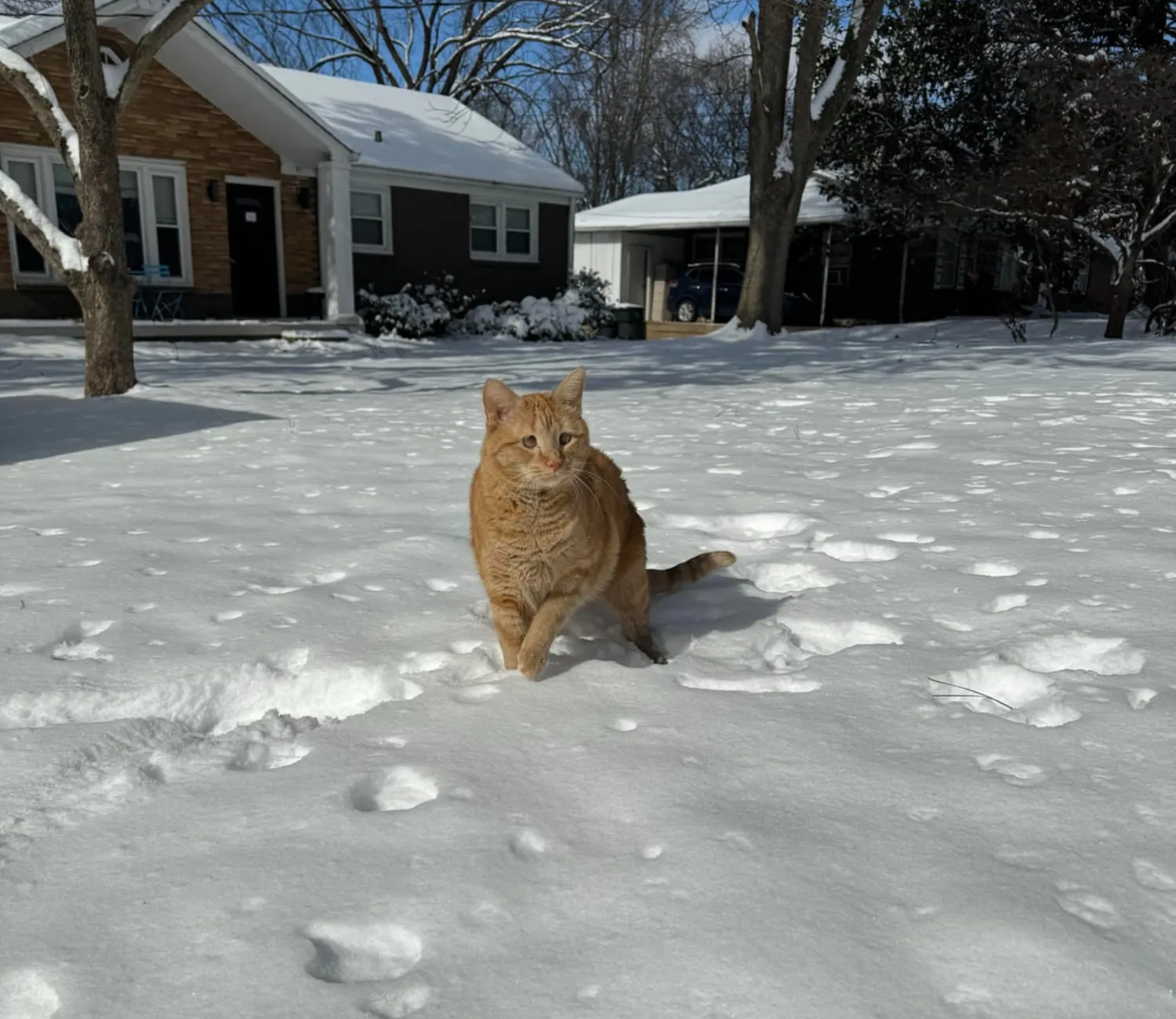 The Legend of the Shoulder Cat, King of Snow and Sofas