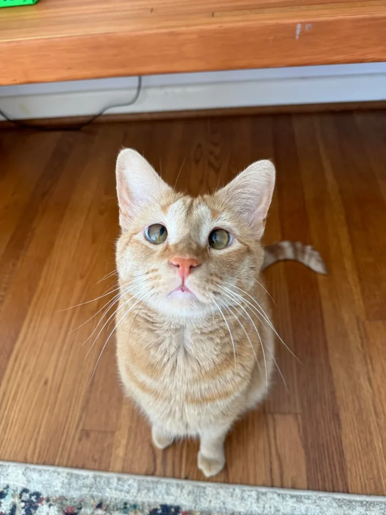 The Legend of the Shoulder Cat, King of Snow and Sofas
