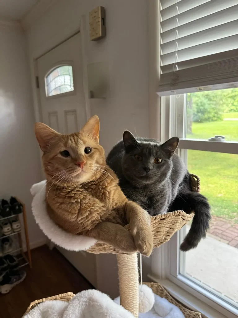 The Legend of the Shoulder Cat, King of Snow and Sofas