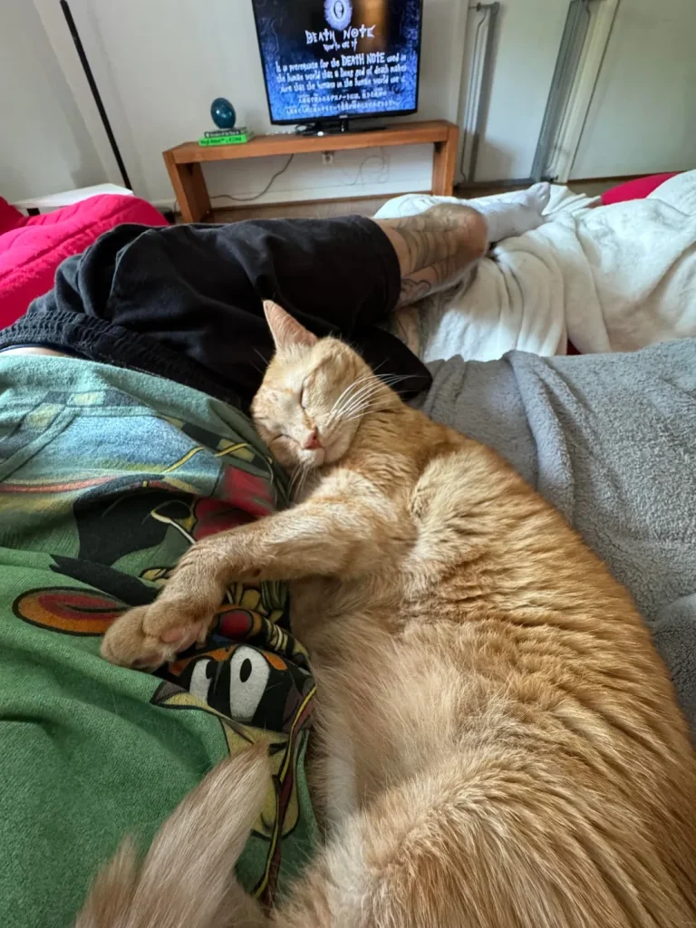 The Legend of the Shoulder Cat, King of Snow and Sofas