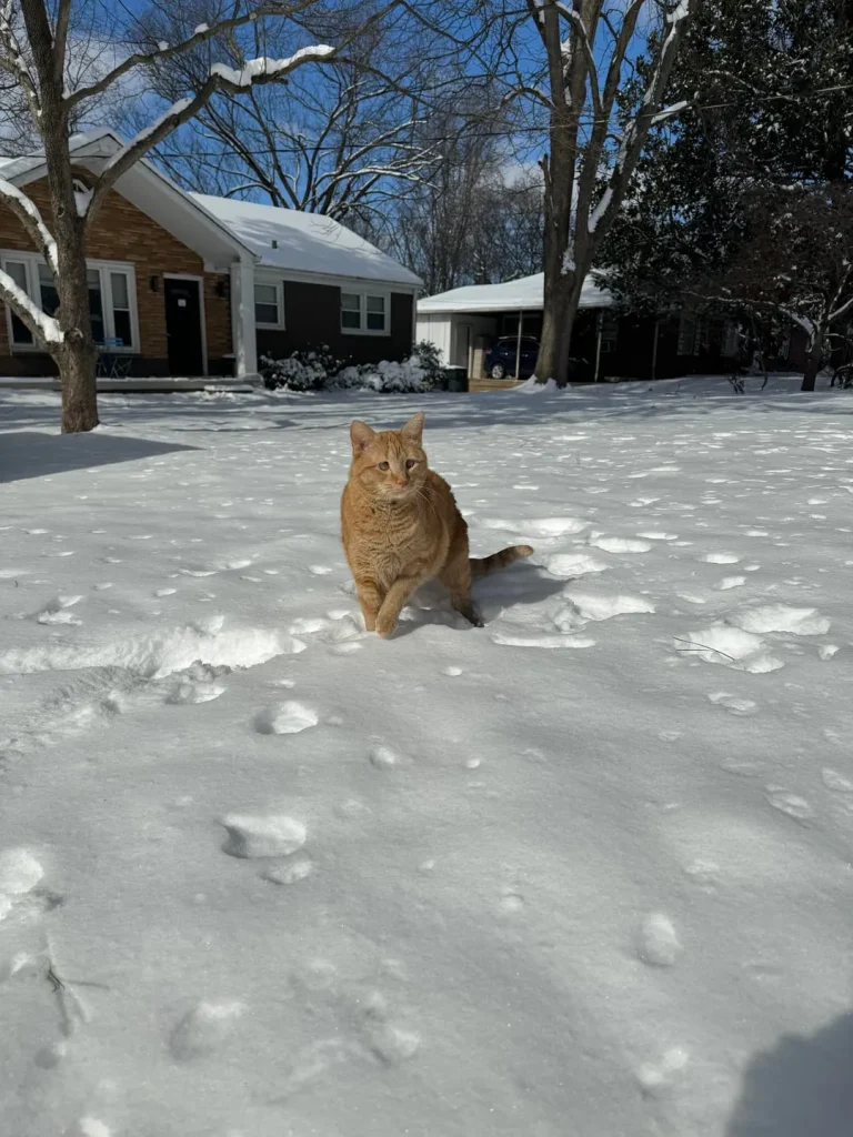 The Legend of the Shoulder Cat, King of Snow and Sofas