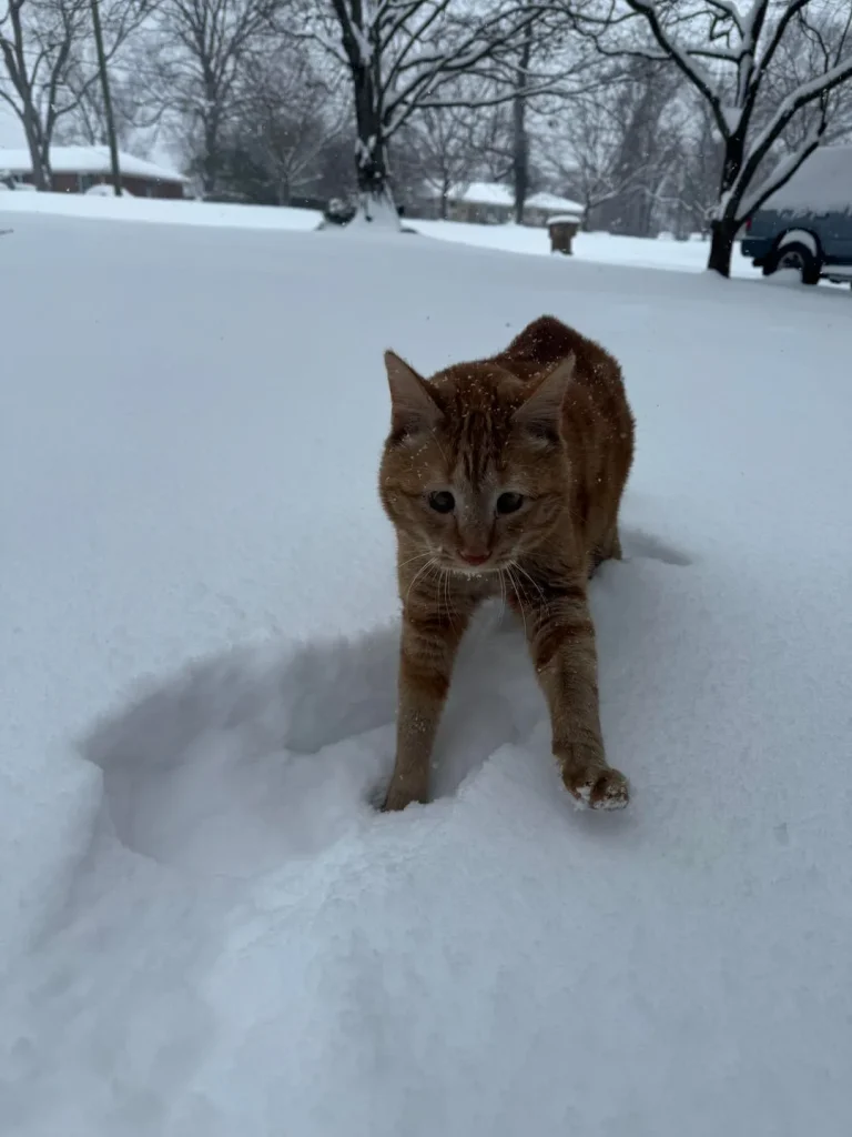 The Legend of the Shoulder Cat, King of Snow and Sofas