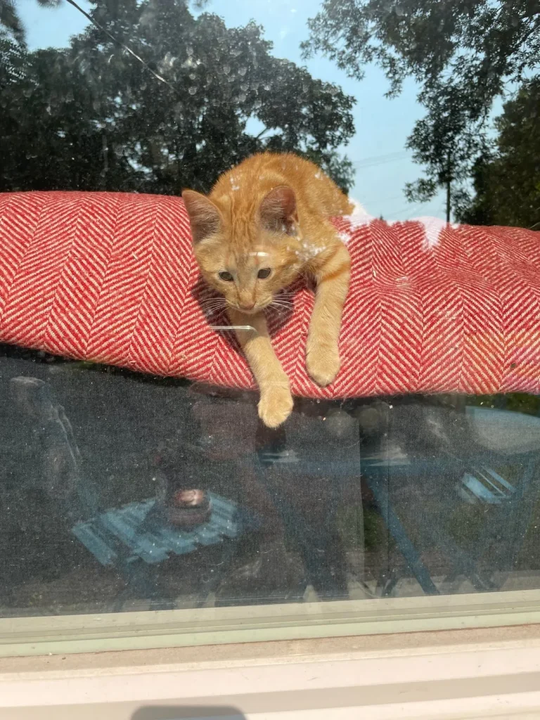 The Legend of the Shoulder Cat, King of Snow and Sofas