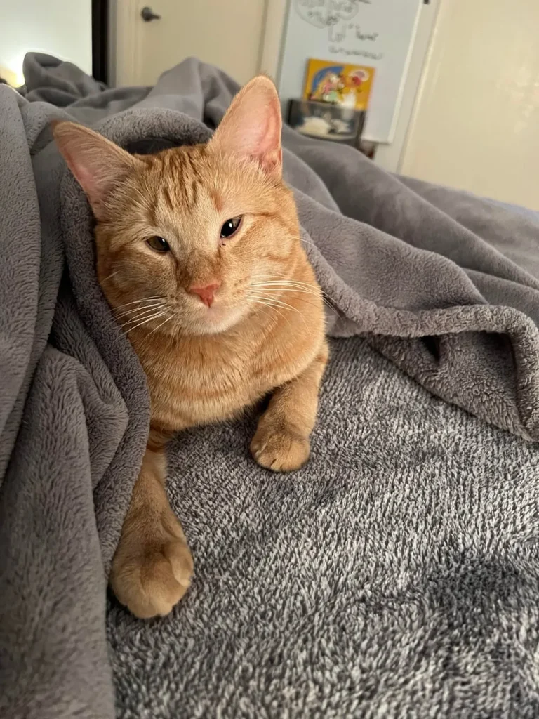 The Legend of the Shoulder Cat, King of Snow and Sofas