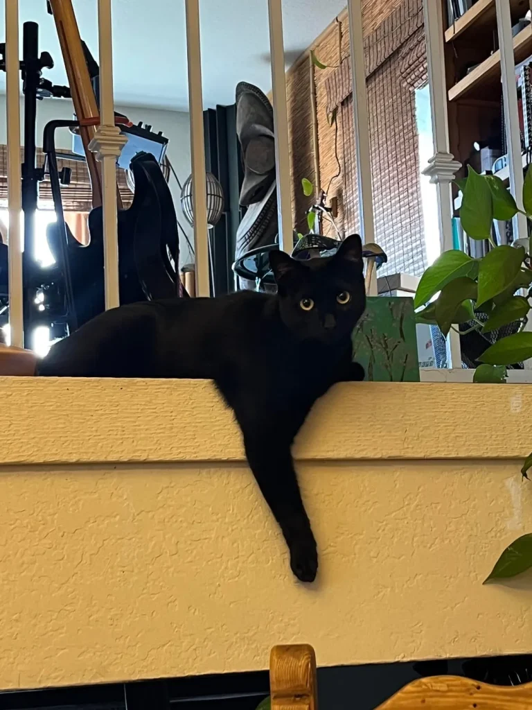 The Muse and the Knitted Cat