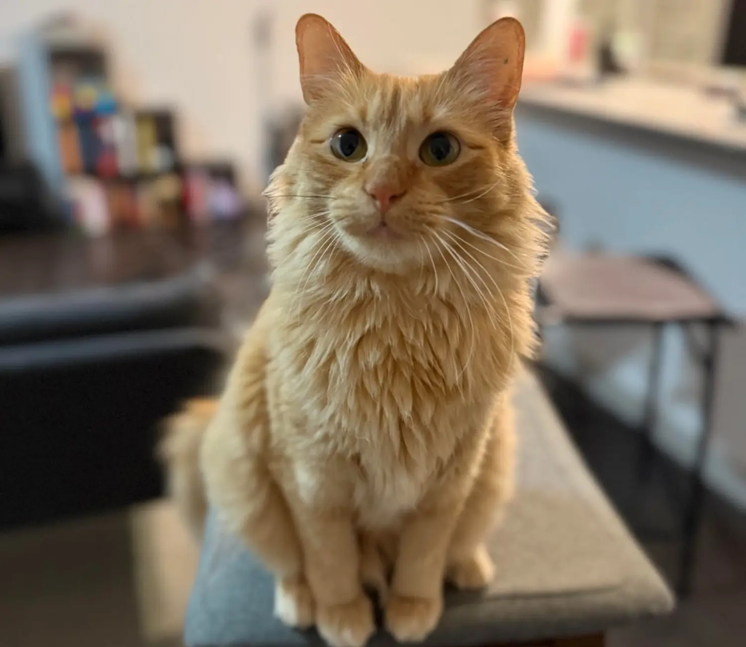 The Orange Cat and the Art of the Gray Duvet