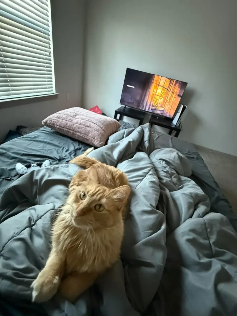The Orange Cat and the Art of the Gray Duvet