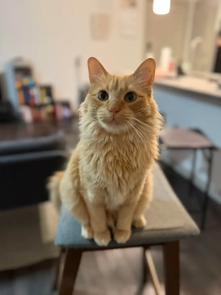 The Orange Cat and the Art of the Gray Duvet