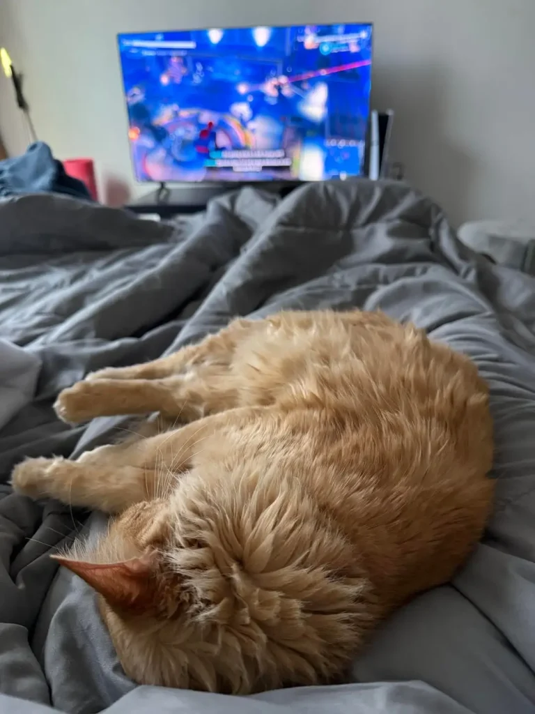 The Orange Cat and the Art of the Gray Duvet