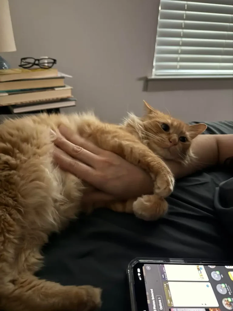 The Orange Cat and the Art of the Gray Duvet