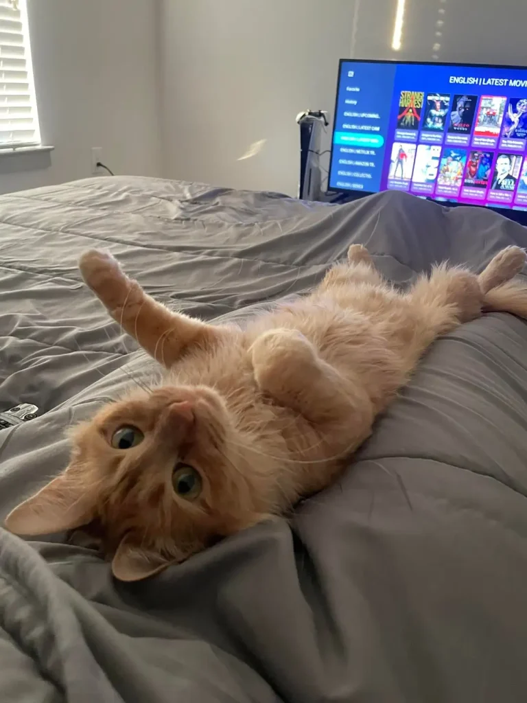 The Orange Cat and the Art of the Gray Duvet