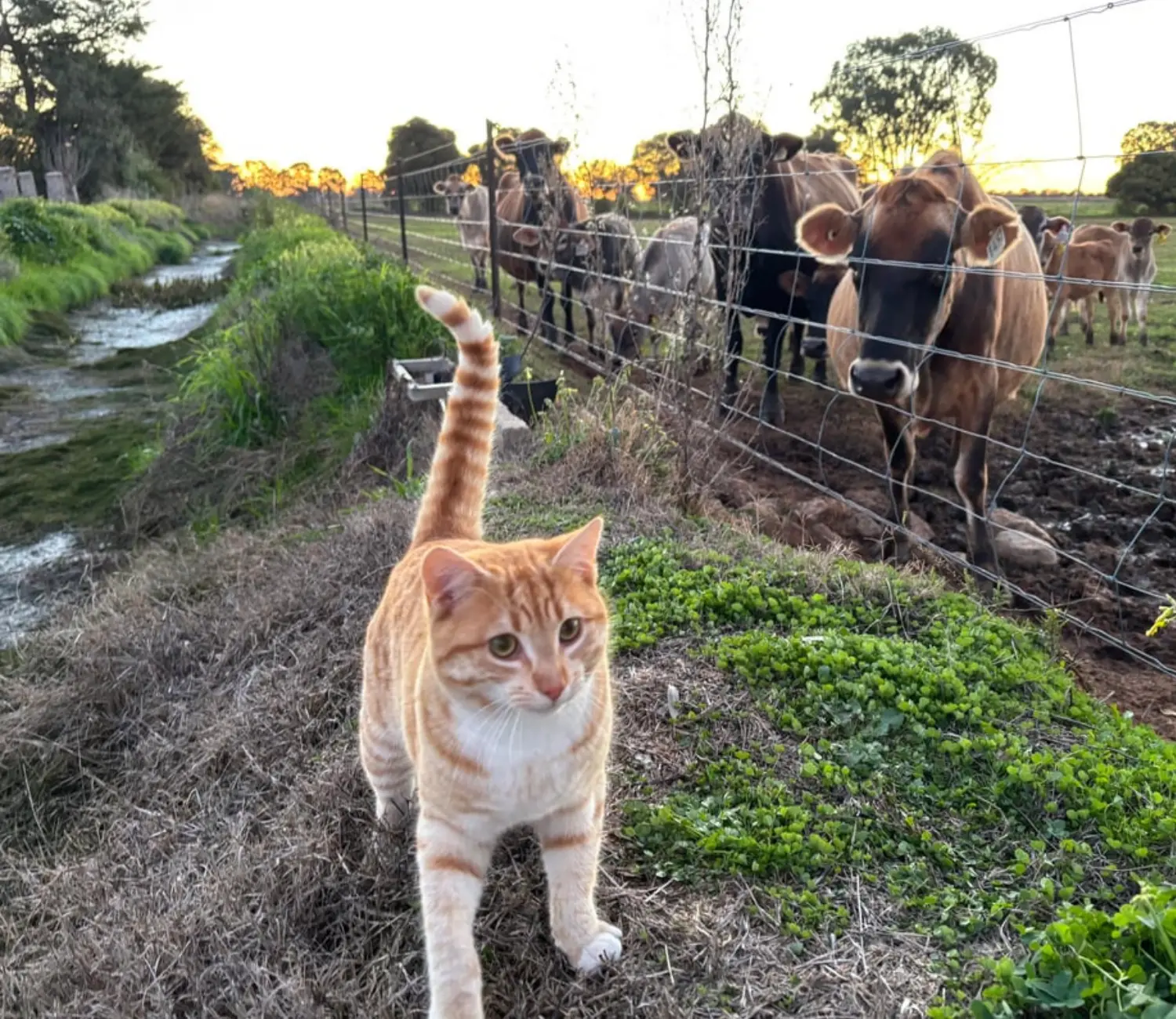 The Overseer Chronicles of a Beloved Barn Cat