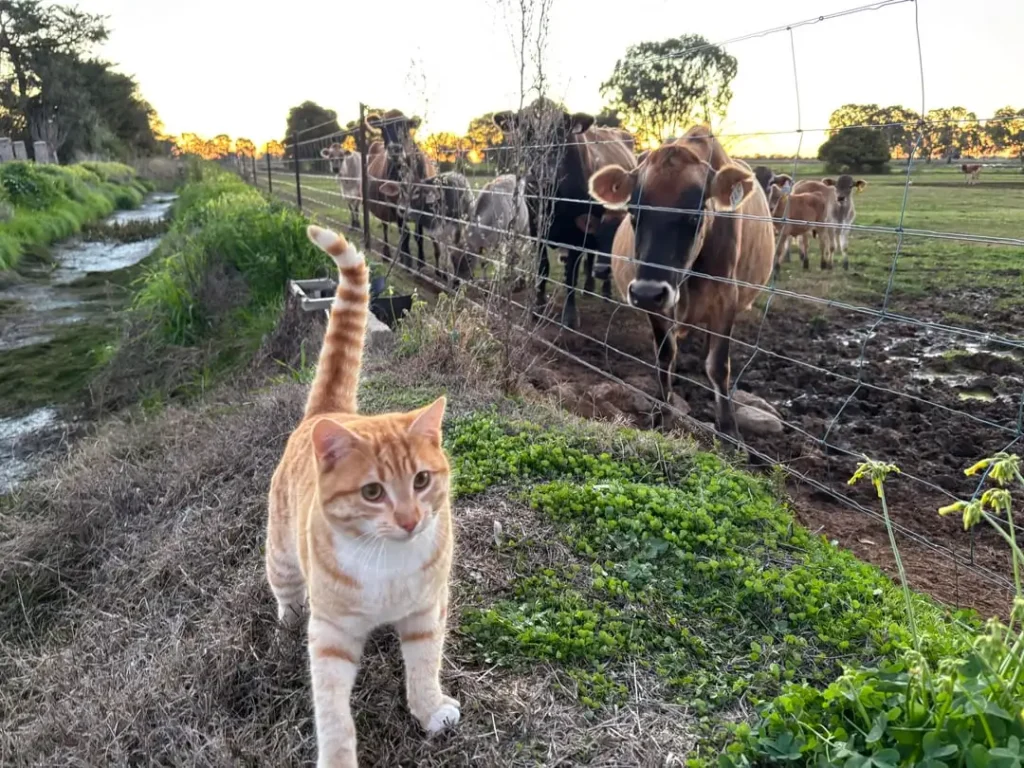 The Overseer Chronicles of a Beloved Barn Cat