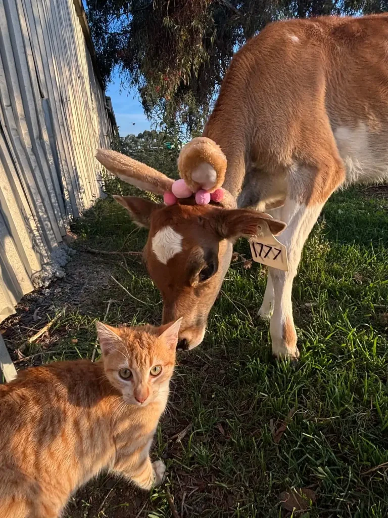 The Overseer Chronicles of a Beloved Barn Cat