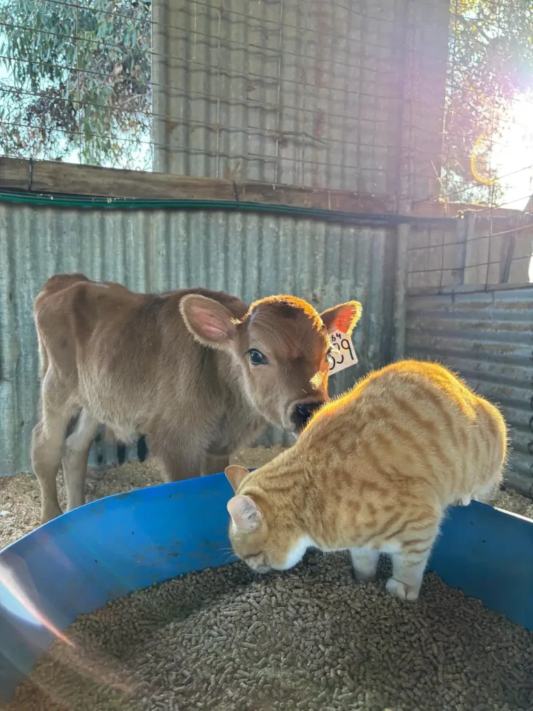 The Overseer Chronicles of a Beloved Barn Cat
