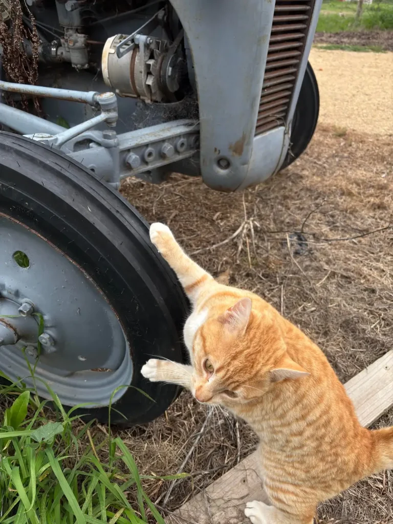 The Overseer Chronicles of a Beloved Barn Cat