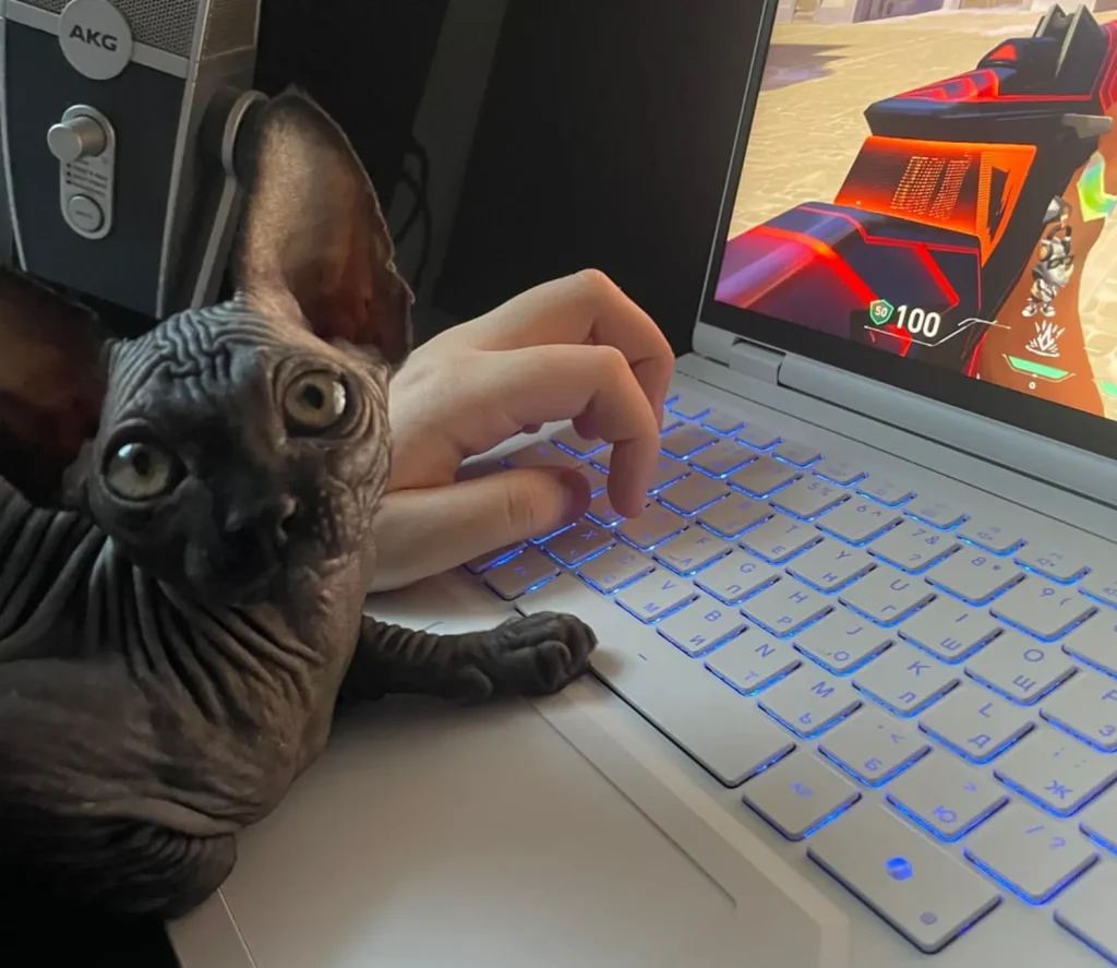 The Ranked Match Cat, A Strategic Intervention