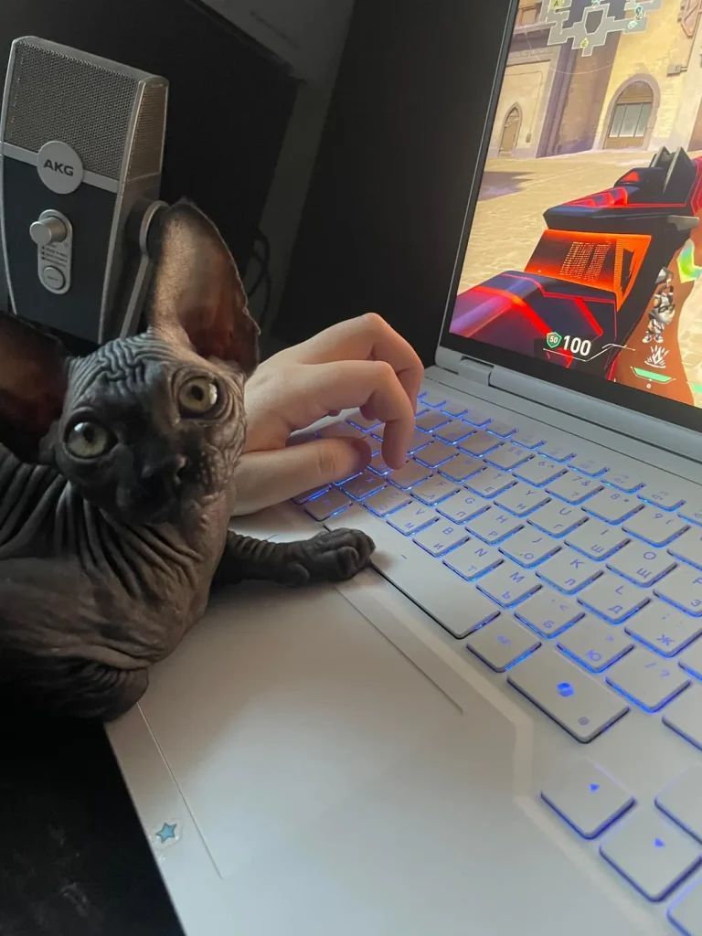 The Ranked Match Cat, A Strategic Intervention